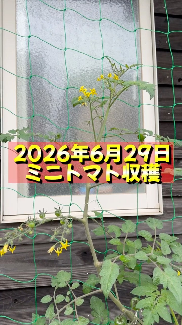 家庭菜園】枝ごと！ミニトマト収穫 #家庭菜園 #トマト #ミニトマト