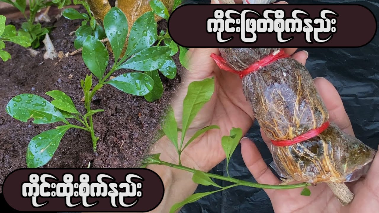 ကိုင်းထိုး ကိုင်းဖြတ်စိုက်နည်း