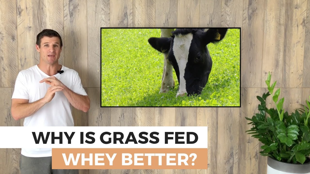 WHY AUSTRALIAN GRASS FED WHEY PROTEIN IS BETTER - LIFE GRIP