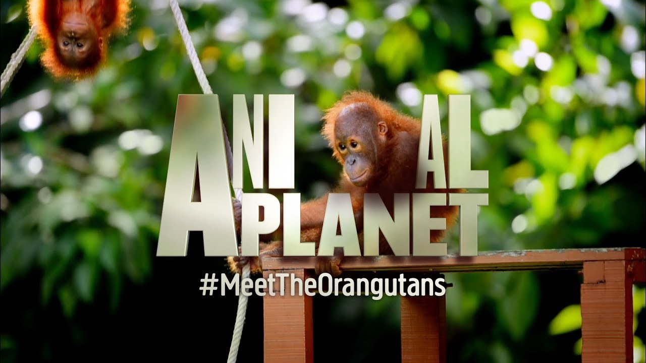 It's true that friendship crosses all boundaries | Meet The Orangutans | Animal Planet