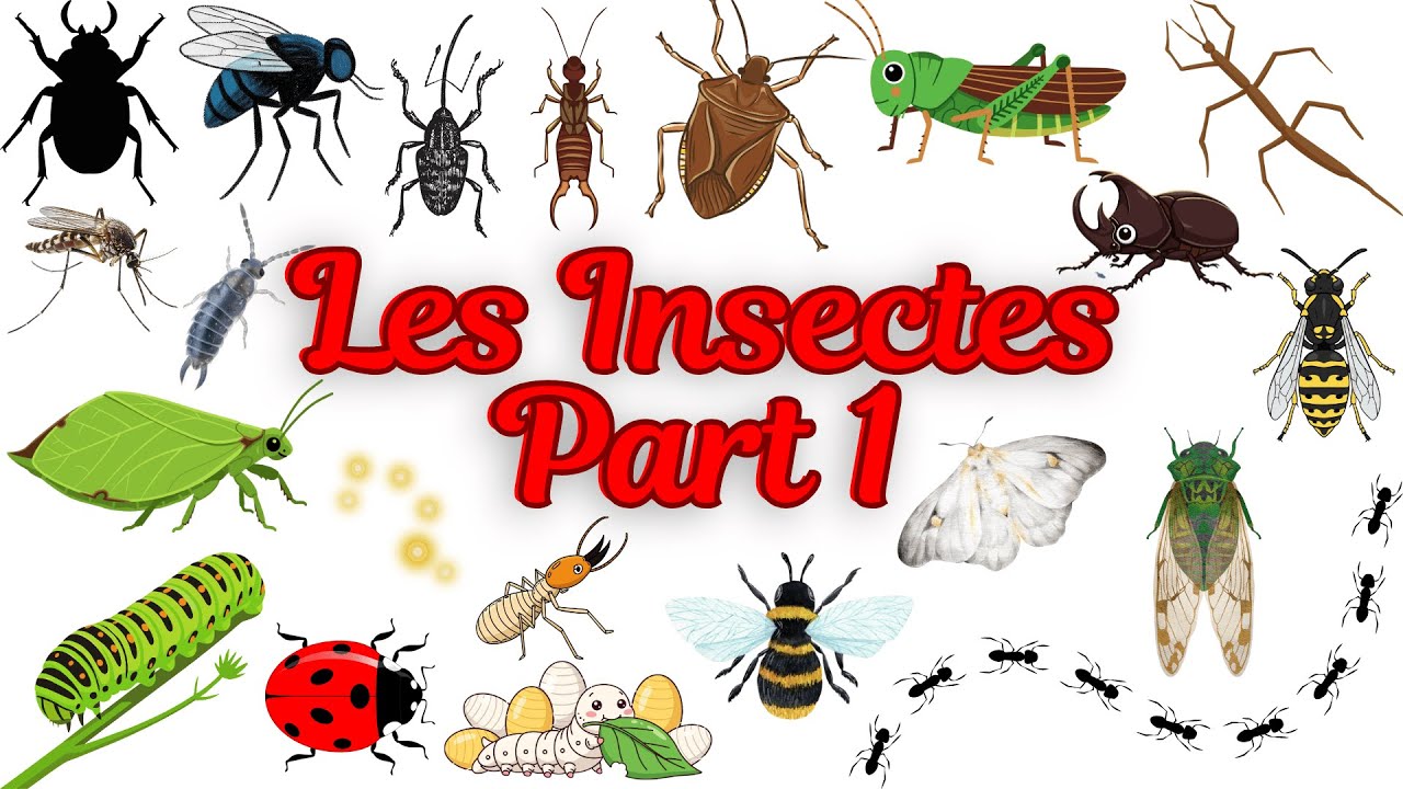 50 Insectes Étonnants pour les Enfants 🐞🦋 – Partie 1 | Mini Curieux | Insects Name in frensh