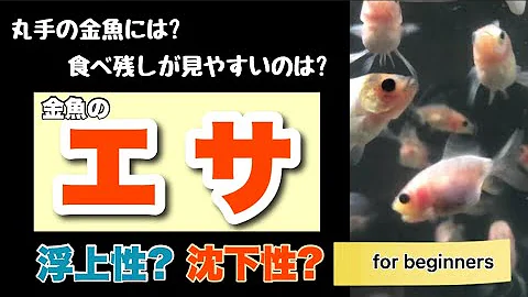 ネズコ金魚に餌 Mp3