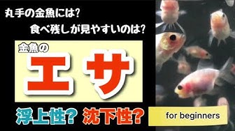 浮上性 Youtube