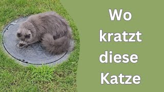 Wir warten einfach bis die Katze von allein aufhört zu schreien