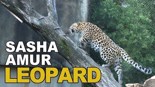 Sasha Amur Leopard