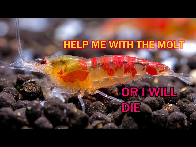 Crystal Red shrimp molting issues