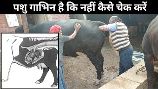 How to Perform Animal PD || How to Check Pregnancy in Cows and Buffaloes || Animal PD Check
