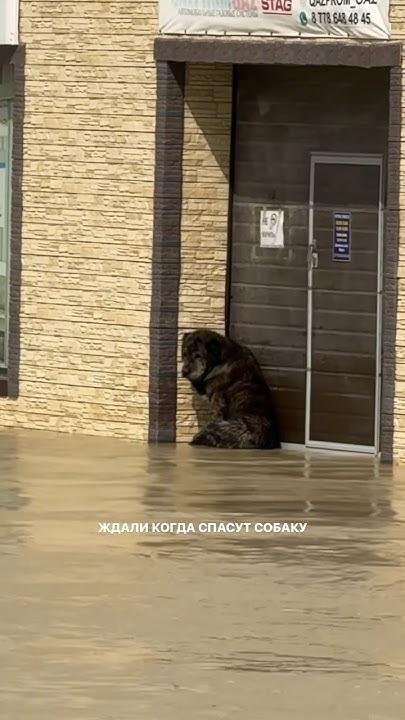 Спасли 🙌🏻 - YouTube