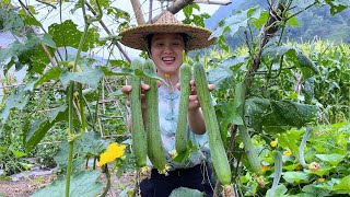 Vegetable harvest season, a new dish every day, pick loofah today