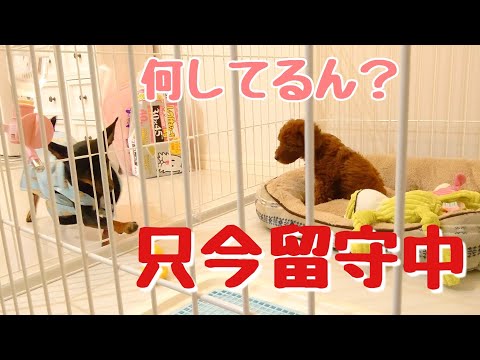 子犬と先住犬だけの初めてのお留守番 第4話【先住犬と子犬の仲良くなるまでの道のり～多頭飼い～】チワワ・シーズー・ミニピン・トイプードルパピー