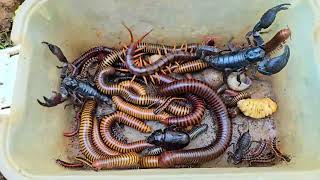 Best Skill Catching Dangerous Scorpions, Centipede, Beetle, Giant Millipede, Red Spotted Millipede