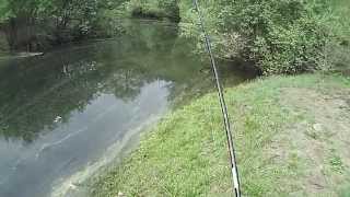 basses en galicia.picada a un popper