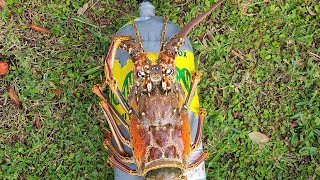 Catching Big Lobster  in Ft. Peirce Florida with Florida Telecaster Charters