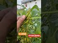 #soyabeenmandibhav #soyabean #kisaan #farming #soyabeanbajarbhav