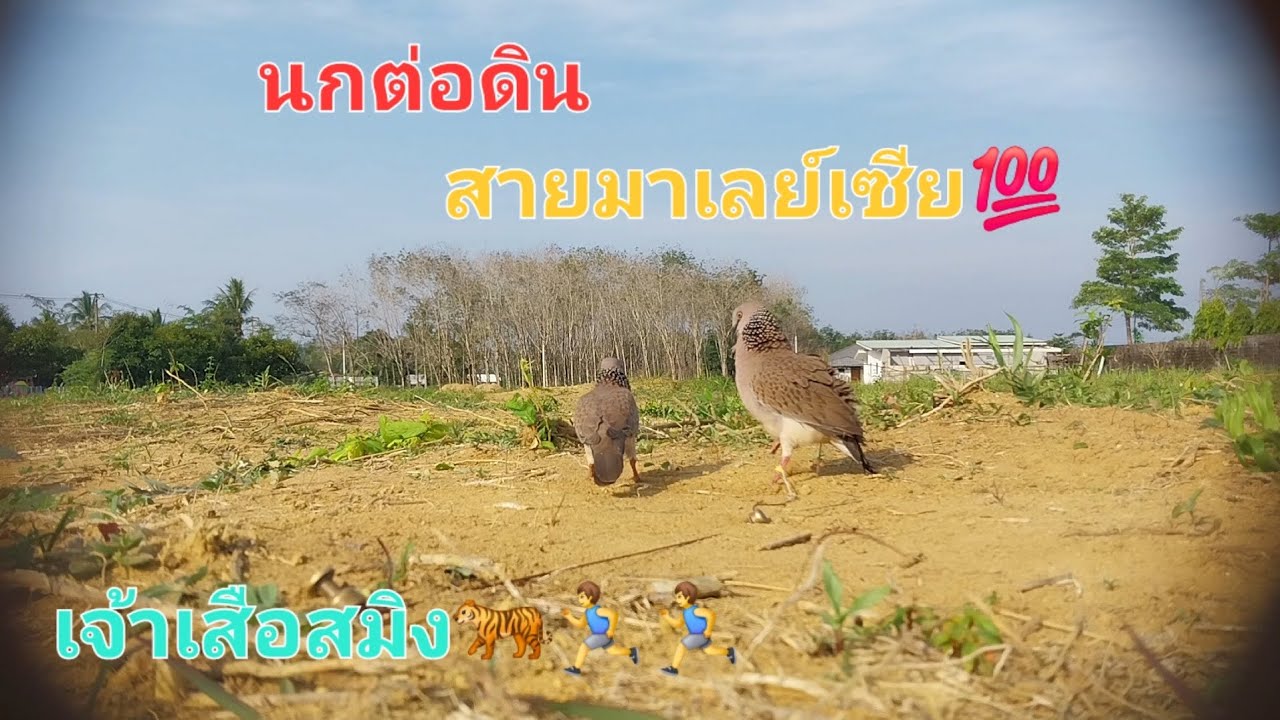 นกต่อดิน สายมาเลย์เซีย💯 #เจ้าเสือสมิง🐅🏃‍♂️🏃‍♂️ แต้มที่ 10