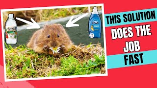 How to Get Rid of Voles FAST – Safe & Proven Methods 💥🐀