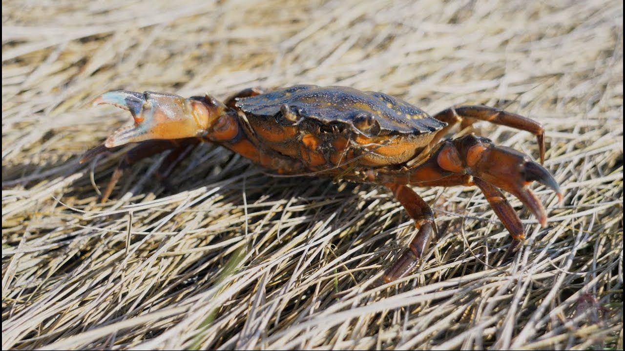 How to Catch Green Crabs for Bait on Cape Cod 