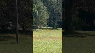 Perfectly in the middle of that tree 🤦‍♂️ #discgolf #discraft #fossil #rickywysocki #birdie