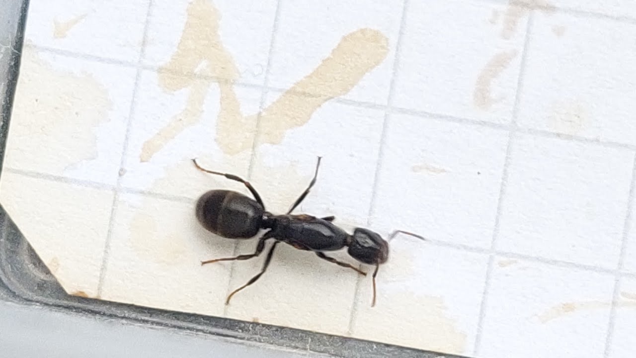 черный муравей. Ar9002wb-1ng. Ant 1 ant 2. трансверса муравей. ирина козорог муравьи.