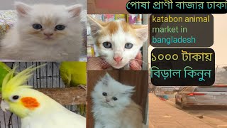 ঢাকা কাঁটাবন মার্কেট পার্সিয়ান বিড়াল পোষা প্রাণী বাজার ঢাকা Persian Cat  And mix cat #cat #trending