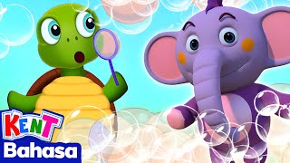Aku Punya Kura-Kura Kecil | Lagu Hewan | HooplaKidz Bahasa Indonesia