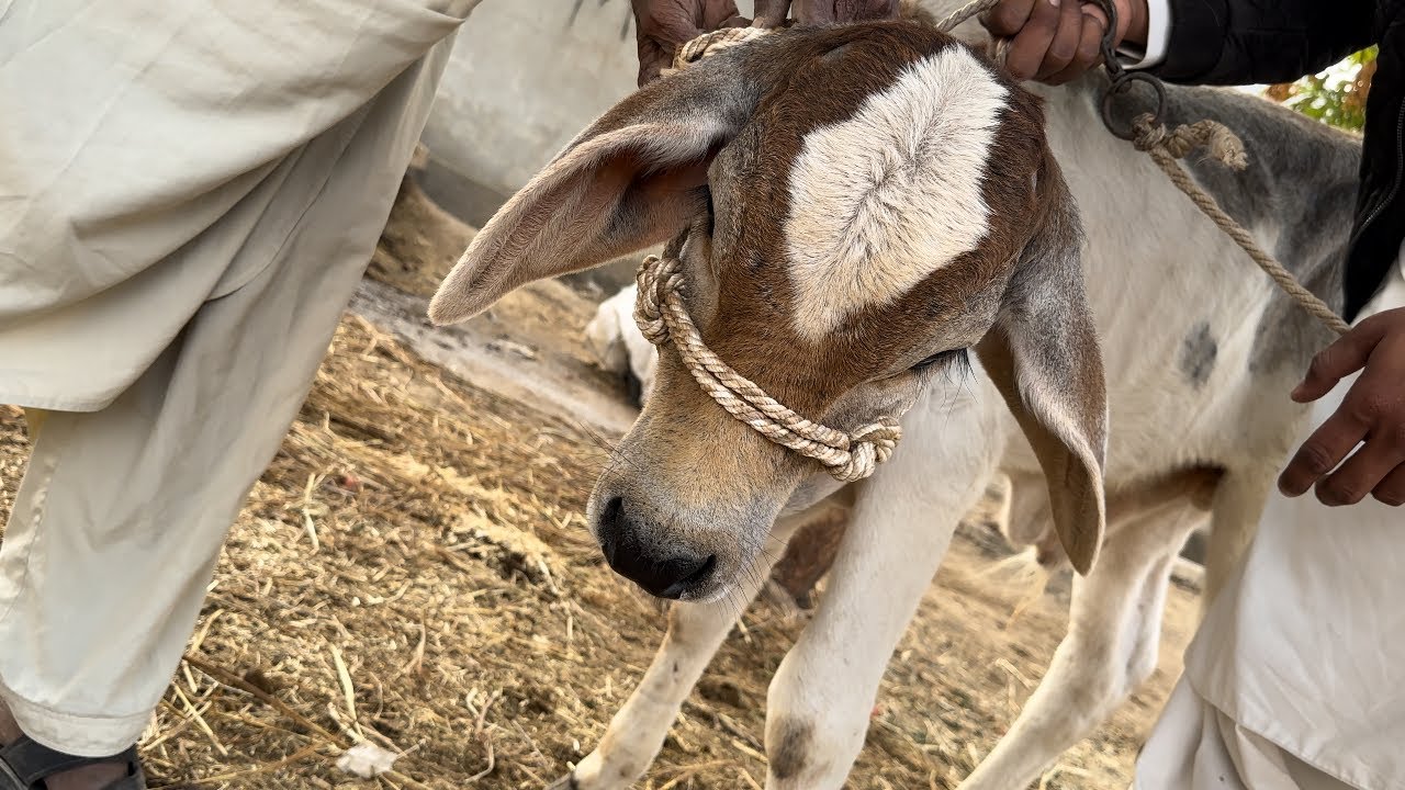 HOW TO MAKE COW MASK