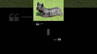 Skye Terrier Fun Facts,Traits and Characteristics#skyeterrier#skye#terrier#subscribe#doglover#shorts