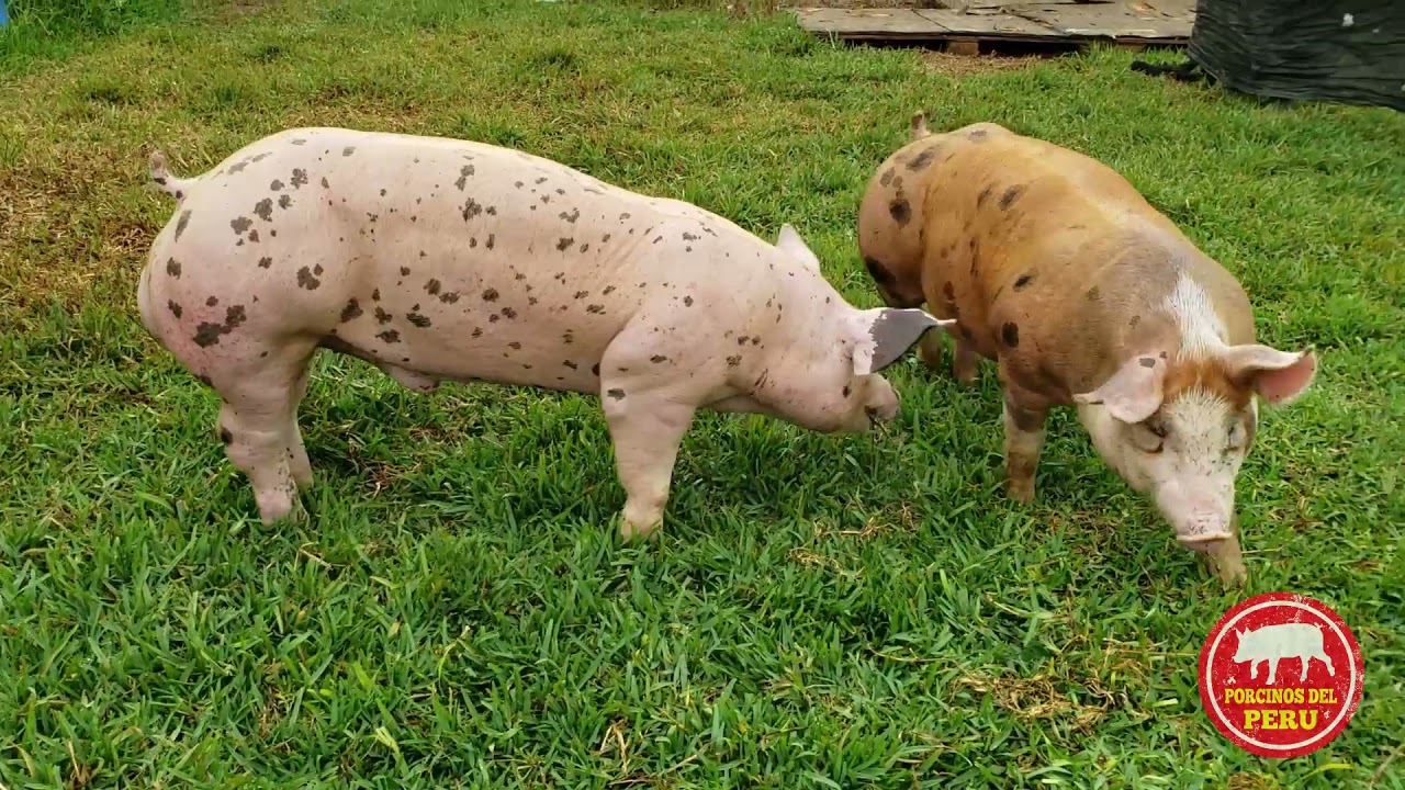 DUROC x PIETRAIN