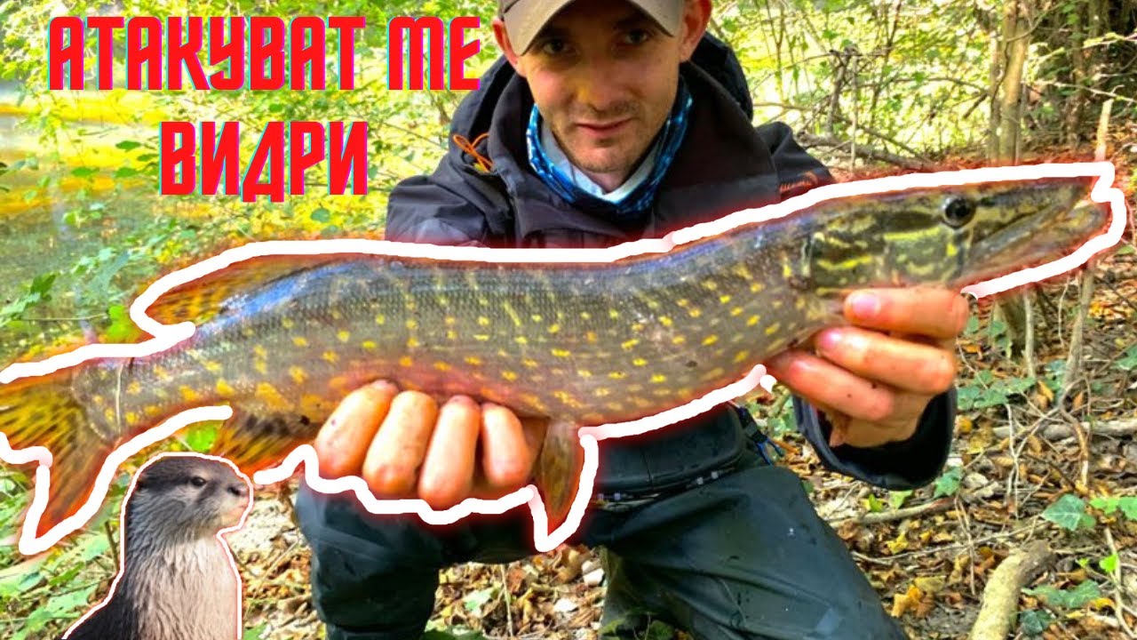 В търсене на речни бандити! Половин метрова щука на ултралайт! Атакуват ме виддри.