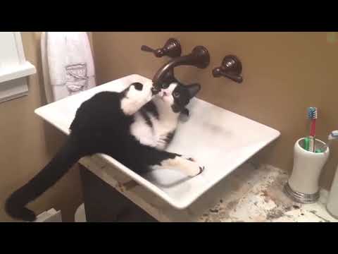 Videos De Risa - Animales - Perros Y Gatos Chistosos // CAIDAS Y VIDEOS GRACIOSOS 2019
