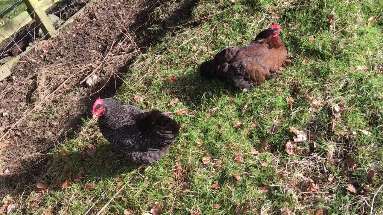 video editing software free Chickens! -for those who don’t know🐓