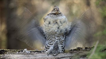 Drumming Ruffed Grouse
