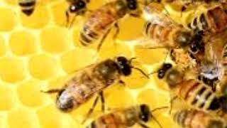 How Do Bees Make Honey You'll Be Stunned to Know by Animals & Pets 7 views 5 years ago 2 minutes, 59 seconds