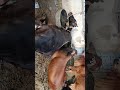 Jamia masjid Quba Gulshan e hadeed ph 1 Karachi Quarbani K janwar Bakra Eid Big Cow 2025 #cow