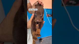 Doberman Puppies Available 🤩 #freedogadoption #freedog #dog #freedogs #shorts #short #youtubeshorts
