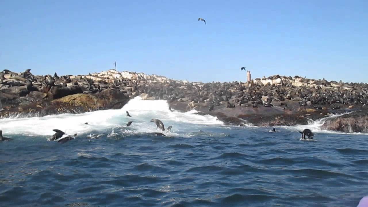 Seal Island and False Bay Feeding Frenzy!
