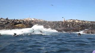 Seal Island and False Bay Feeding Frenzy!
