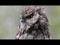 RoboRaptors and Bird Communication