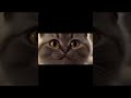 Cats being cats #cat #funny #cute #animation #animals #shorts  #midjourney #adorable #awwcats