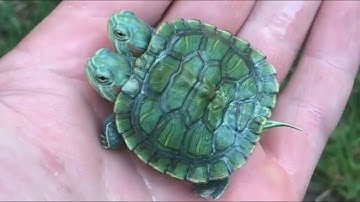 This Turtle Has Two Heads