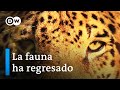 Argentina - El regreso de los jaguares | DW Documental