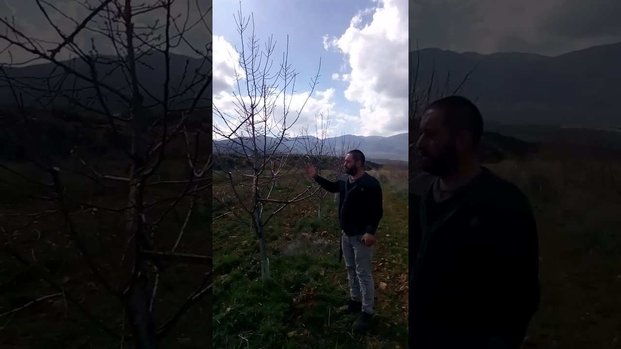 Badem Ağaçlarında Modifiye Lider vs Goble Budama Verim Farkı