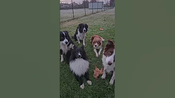Jim Non Ci Crede Bordercollie Addestramentocani Puppy Shetland Amico4zampe 