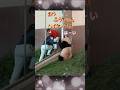 【オヤツくださーい】楓浜&飼育員さんのほのぼの会話 #shorts #song #楓浜