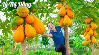 Harvesting Papaya & Goes to the Market Sell  Harvesting & Cooking || Ly Thi Hang Daily Life