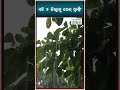 କାଳବୈଶାଖୀ ବର୍ଷା ନେଇ ଆଜି ଏହି ୨ ଜିଲ୍ଲାକୁ ରେଡ୍ ୱାର୍ଣ୍ଣିଂ | Weather Report