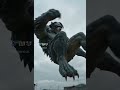 animalion ultrament