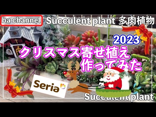 476{多肉植物} 🎄クリスマス寄せ植え🎅2023【Seria】【手作り木箱