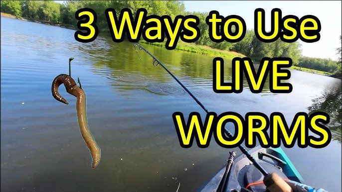 How to Fish with Live Worms: Setup - Hooking, Tips - Lakes, Rivers