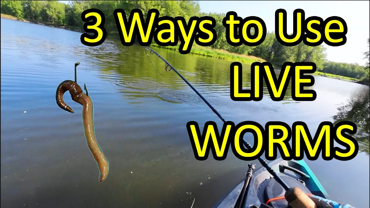 How to Catch a Fish With a Live Worm for Bait - 3 Ways (Beginner